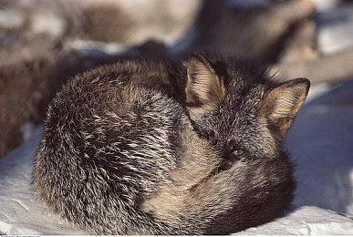 索尼还没死心！PlayStation LA工作室正开发多人合作游戏